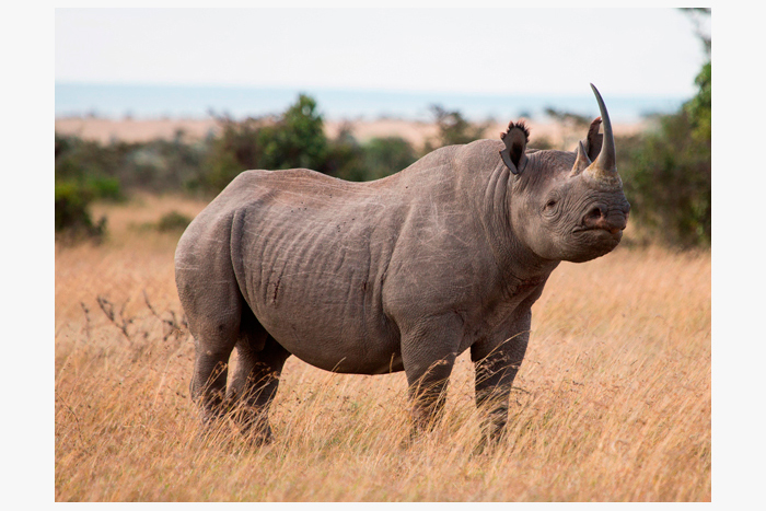 Photo-contest-Rescue-rhinos-1