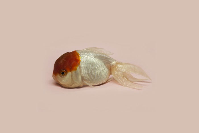 Renhui-Zhao,-A-Guide-to-the-Flora-and-Fauna-of-the-World,-goldfish-queen,-Grand-Prix-Fotofestiwal-2014