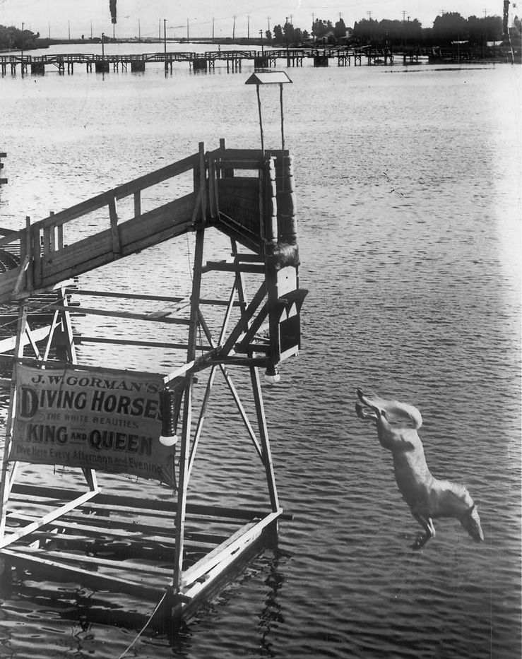 Diving horse1908City of Toronto ArchivesFonds 1244, Item 192