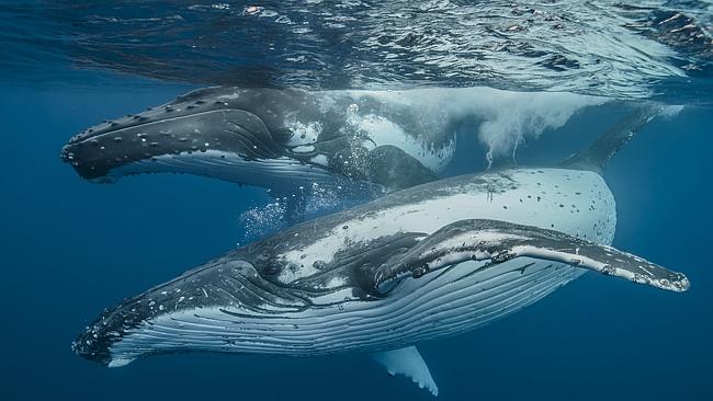 whales_03