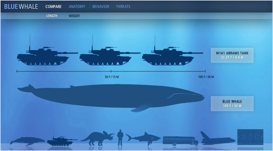 blue whale comparison football field