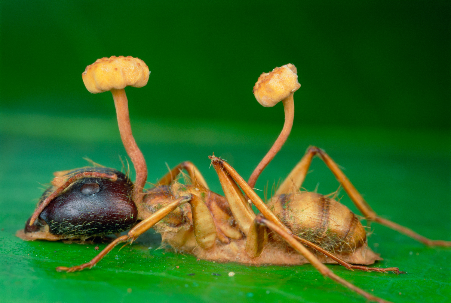 Живые существа поглощают. Кордицепс однобокий. Гриб паразит кордицепс однобокий. Кордицепс однобокий зомбирующий муравьев гриб. Кордицепс гриб зомби муравей.
