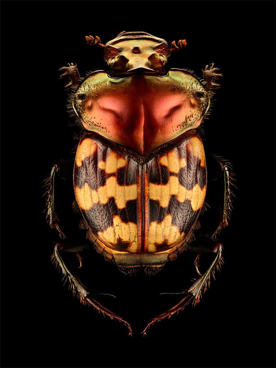 insects-microscope-photos_01