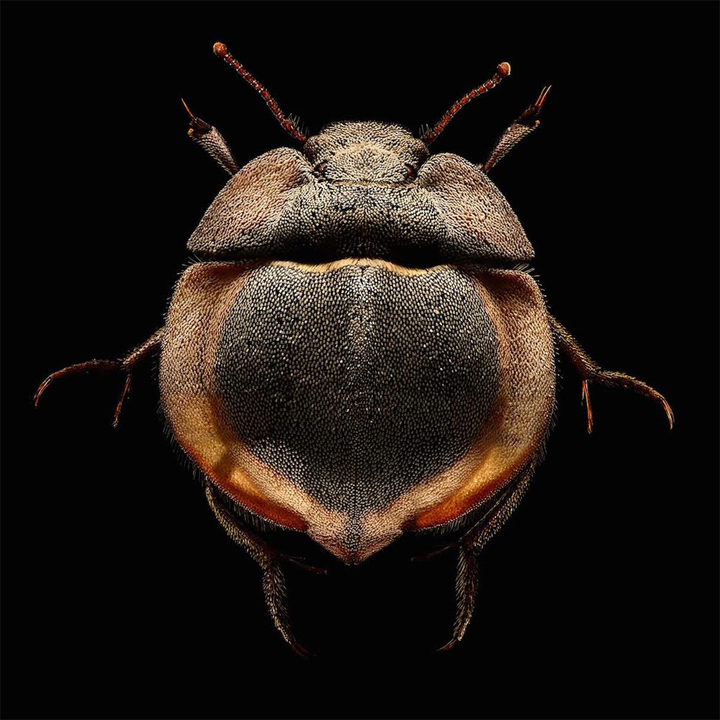 insects-microscope-photos_03