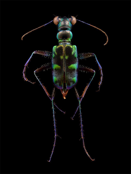 insects-microscope-photos_04