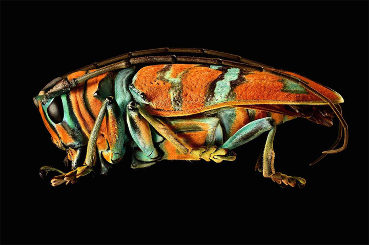 insects-microscope-photos_06