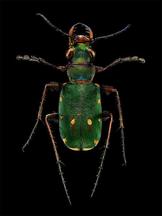 insects-microscope-photos_07