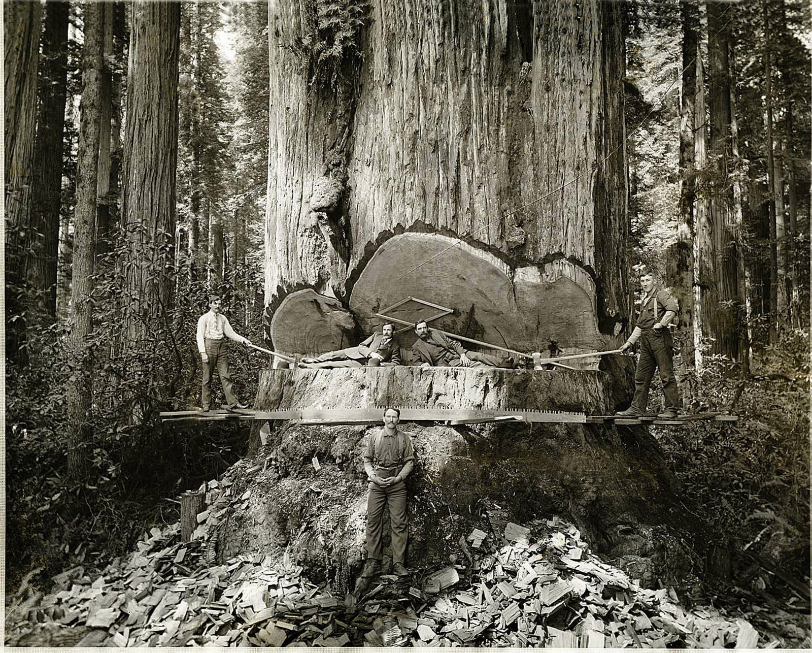 Спилил огромное дерево. Калифорнийские лесорубы у гигантской секвойи США 1901 Г. Лесорубы Секвойя 19 век. Вырубка секвой в Калифорнии 100 лет назад. Гигантские секвойи США 19 век.