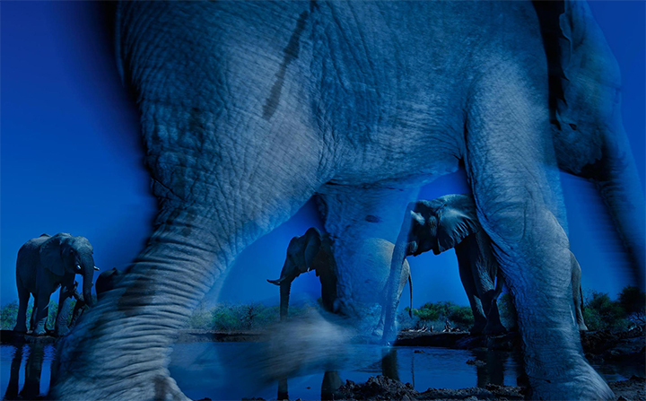 elephants-book_01