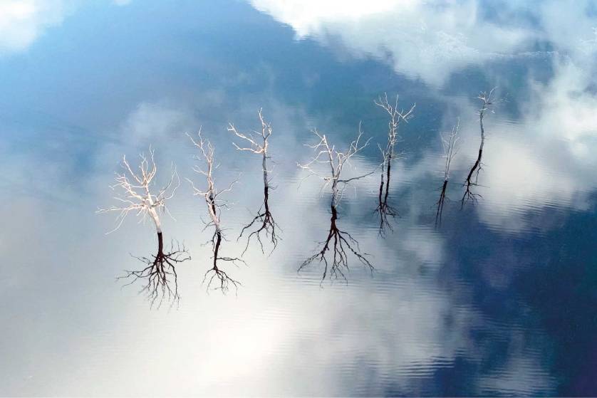 Dead trees between sky and earth