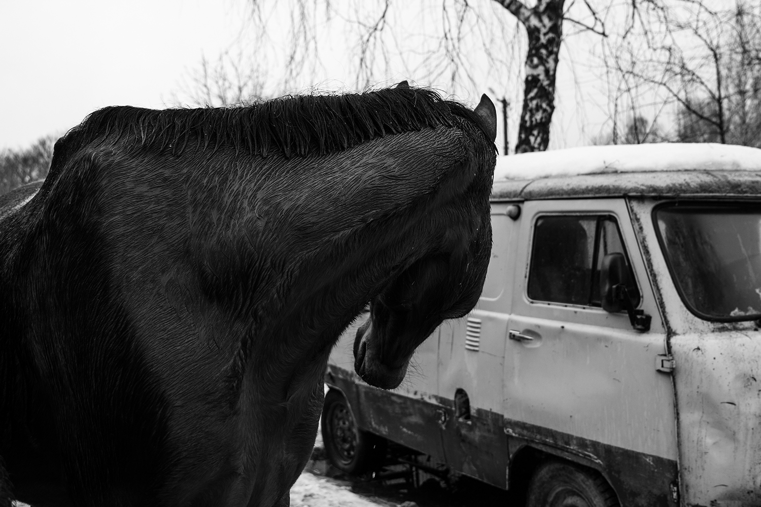 Женщина и ее верблюд, или Тайное появление Чука и Гека на Смоленщине — Bird  In Flight