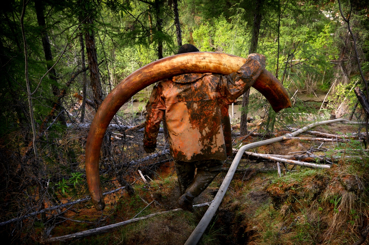 Tusk hunter with a 65kg mammoth tusk which was sold later that day for $34,000