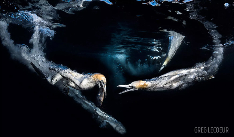 underwater-photography-competition_01