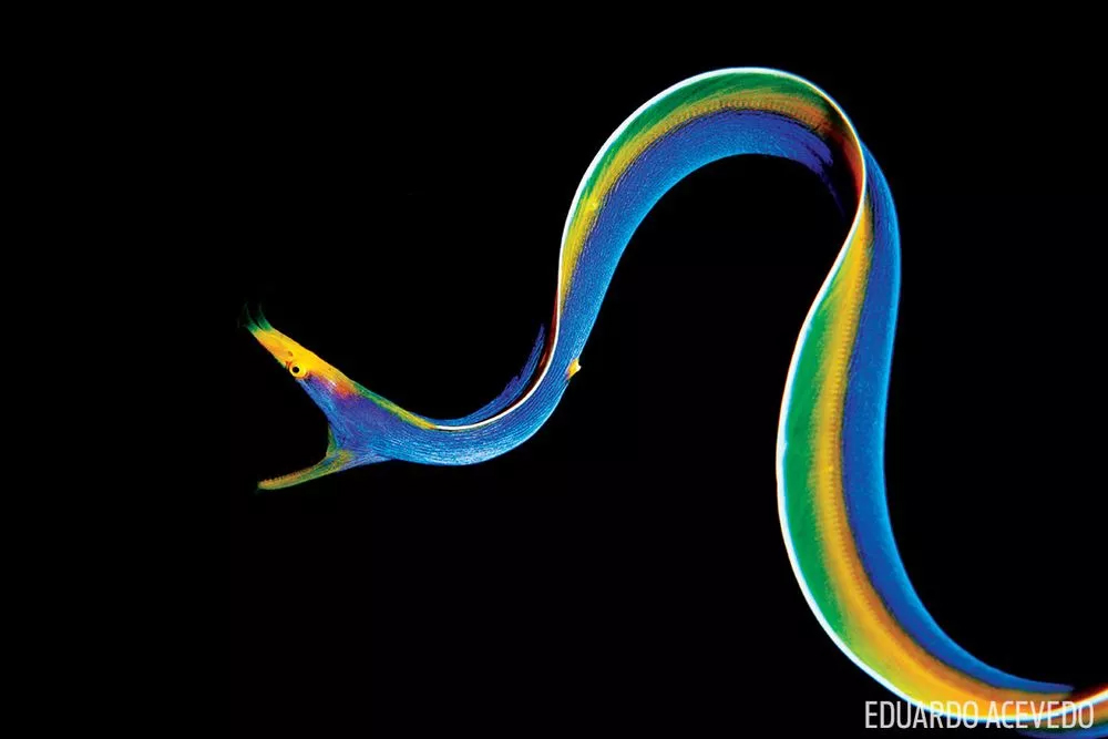 underwater-photography-competition_03