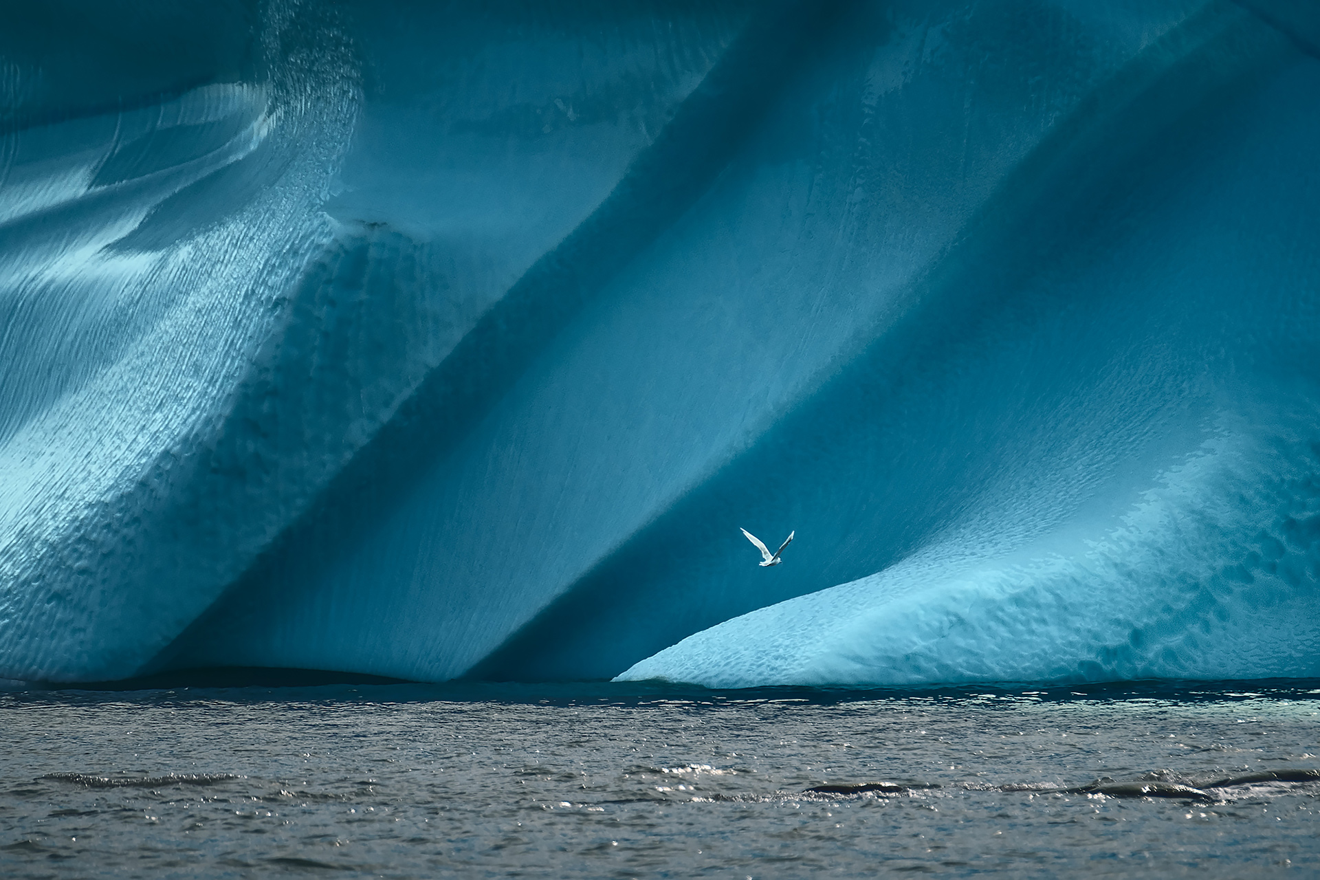 GREENLAND_bird_in_front_of_Iceberg_by_Maria_Sahai