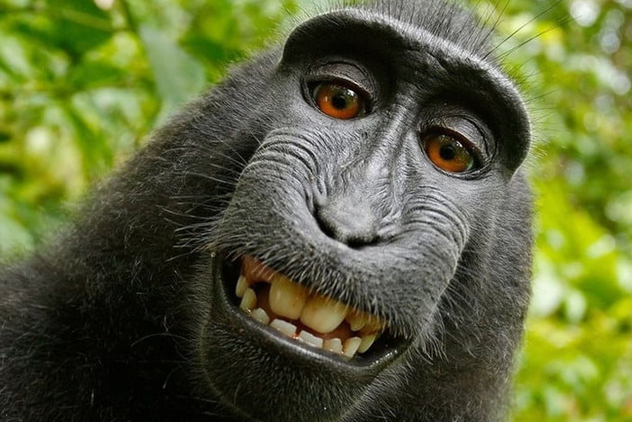 monkey-selfie-lawsuit_cover