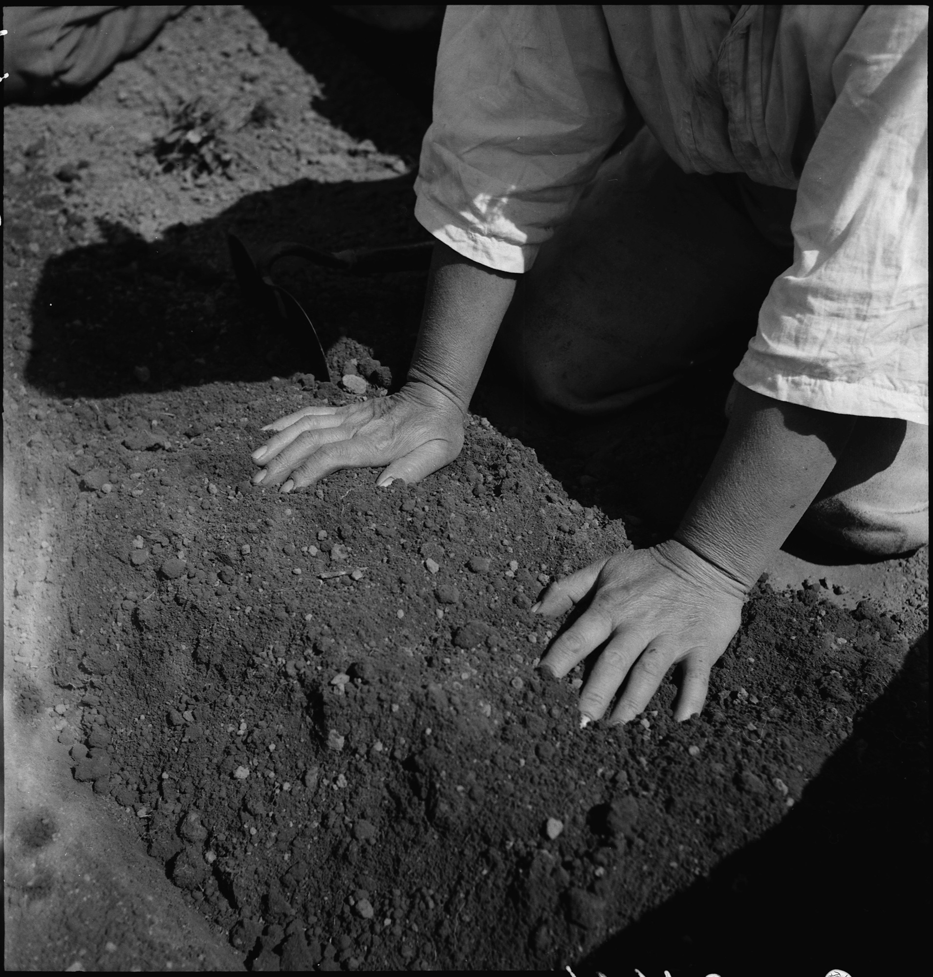 dorothea_lang_Centerville,_California._Hands_of_woman_farm-_worker_preparing_soil_for_transplanting_tomato_plants_._._._-_NARA_-_537591.tif