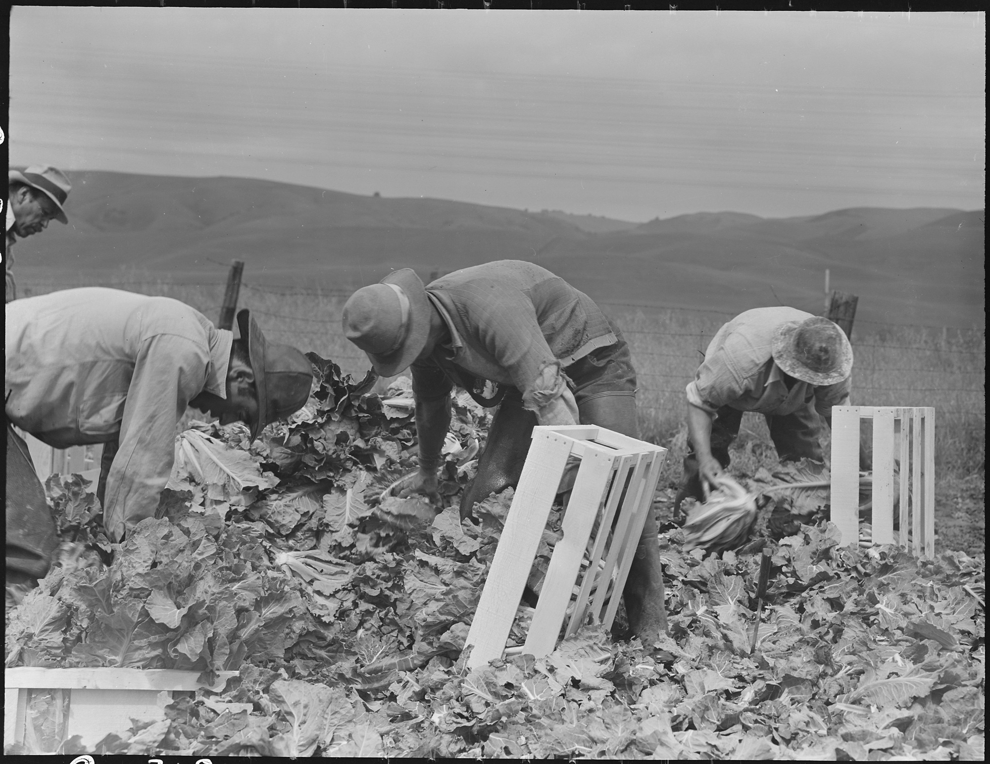 dorothea_lang_Centerville,_California._Japanese_field_laborers_packing_cauliflower_in_field_on_large-scale_ranch_._._._-_NARA_-_537664.tif
