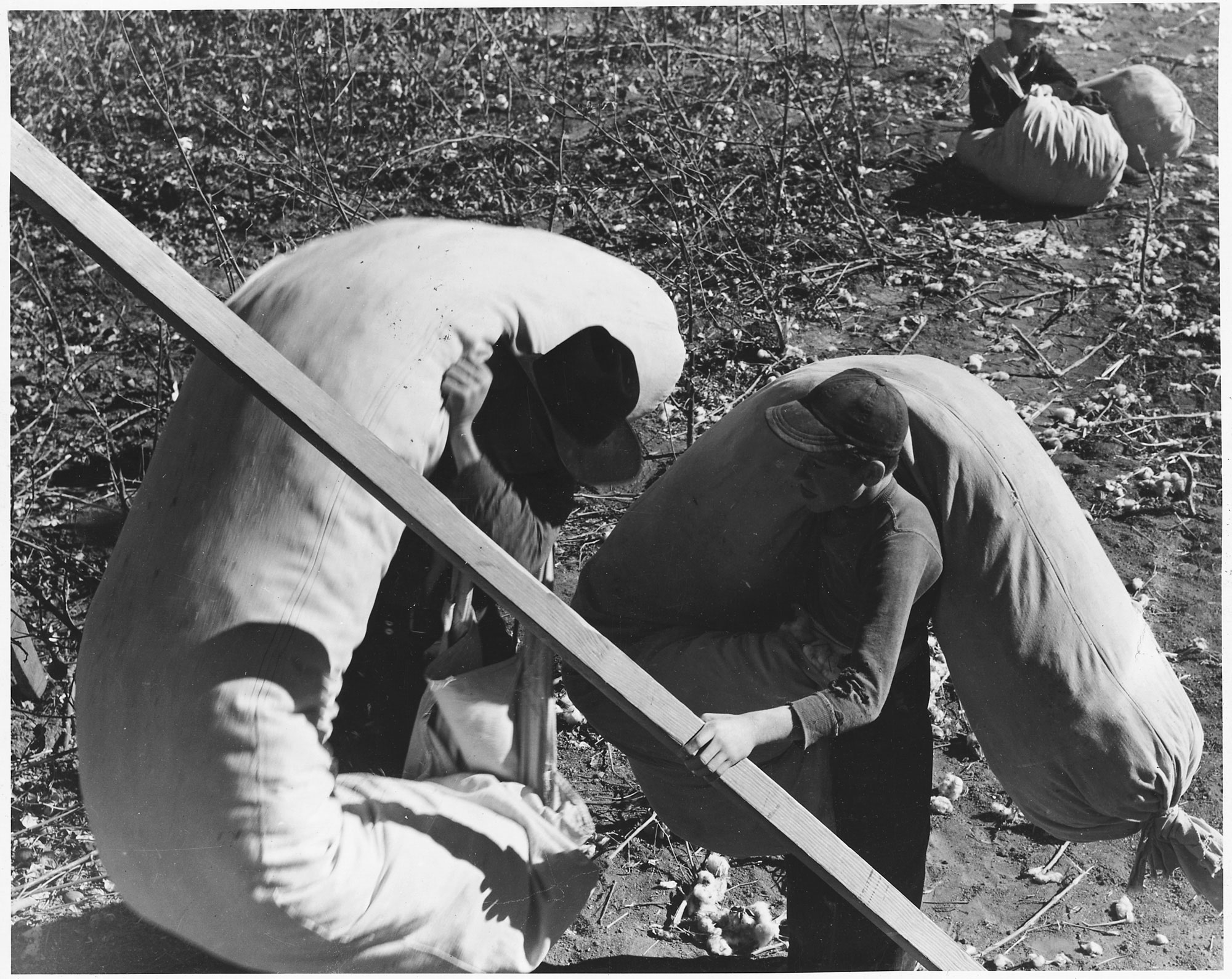 dorothea_lang_Eloy_District,_Pinal_County,_Arizona._Father_and_boy,_ready_to_weigh_their_last_sacks_of_cotton_at_t_._._._-_NARA_-_522550