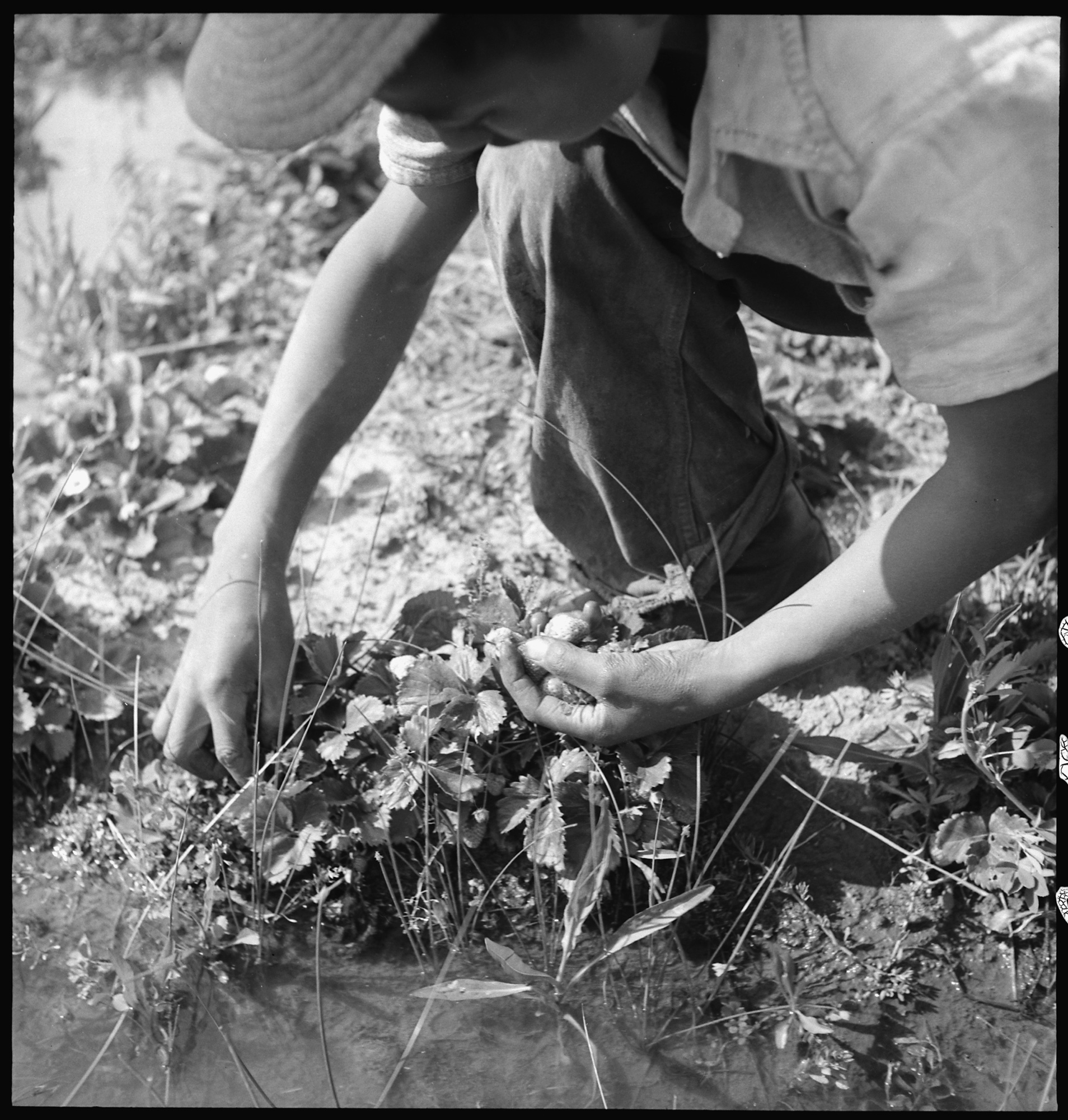 dorothea_lang_Florin,_California._Picking_strawberries_in_an_irrigated_field_a_few_days_prior_to_evacuation_from_._._._-_NARA_-_537858