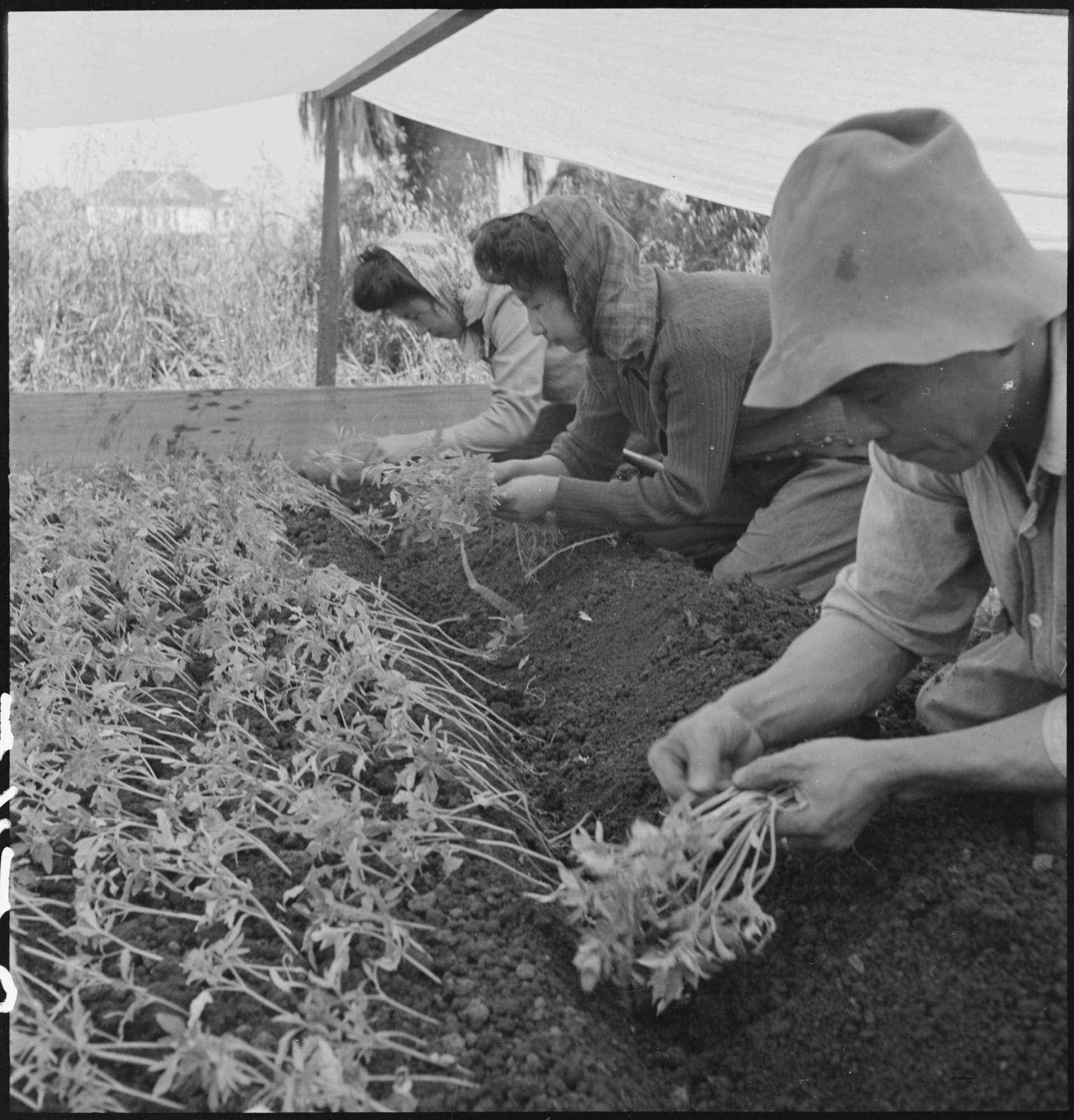 dorothea_lang_San_Leandro,_California._Family_labor_transplanting_young_tomato_plants_under_canvas_about_ten_days_._._._-_NARA_-_536436