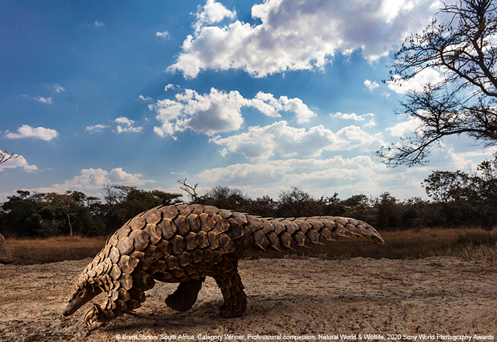 ©-Brent-Stirton-South-Africa-Category-Winner-Professional-competition-Natural-World-Wildlife-2020-Sony-World-Photography-Awards
