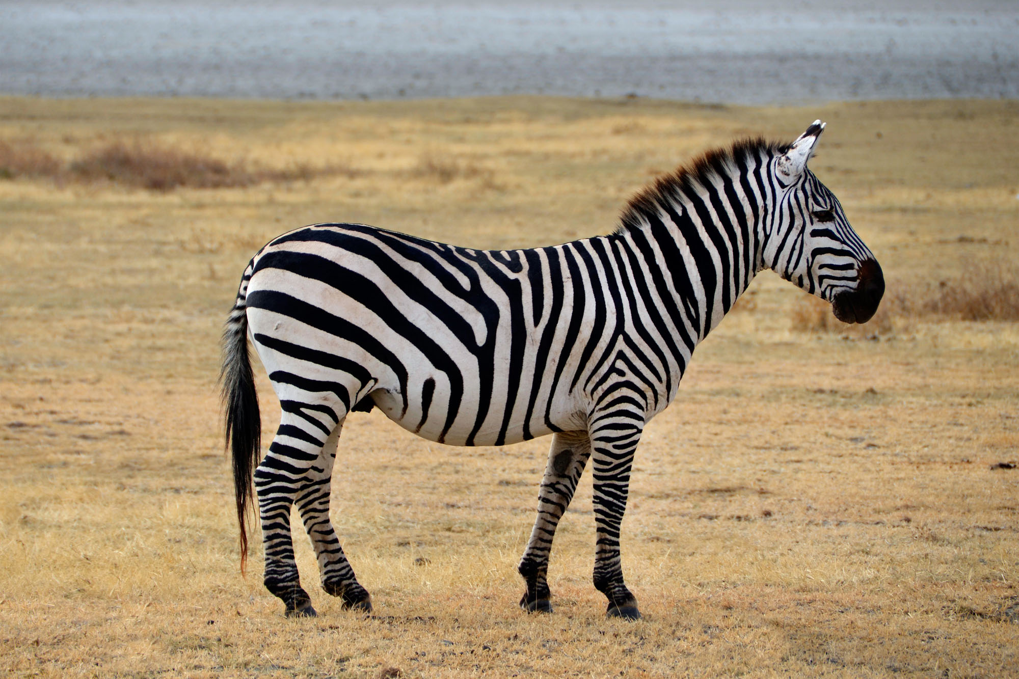 Safari -Zebra posing and curiously looking