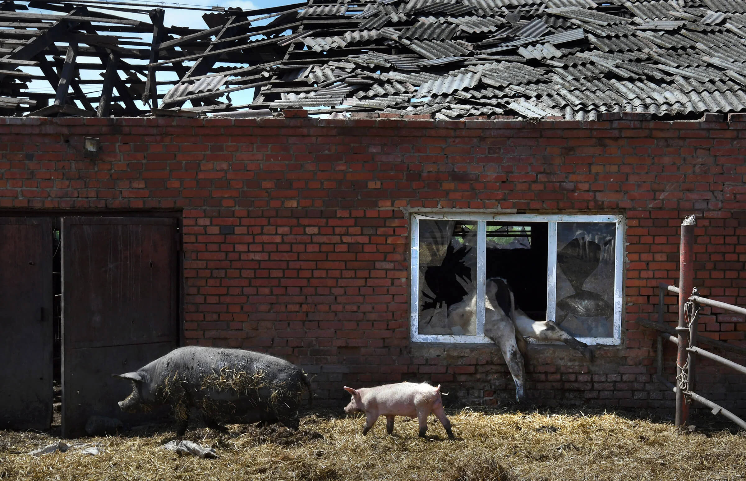 Ферма у селі Вільхівка, де протягом двох місяців через російські обстріли загинули 80 корів і 30 свиней. Фото: Керол Гузі для ZUMA