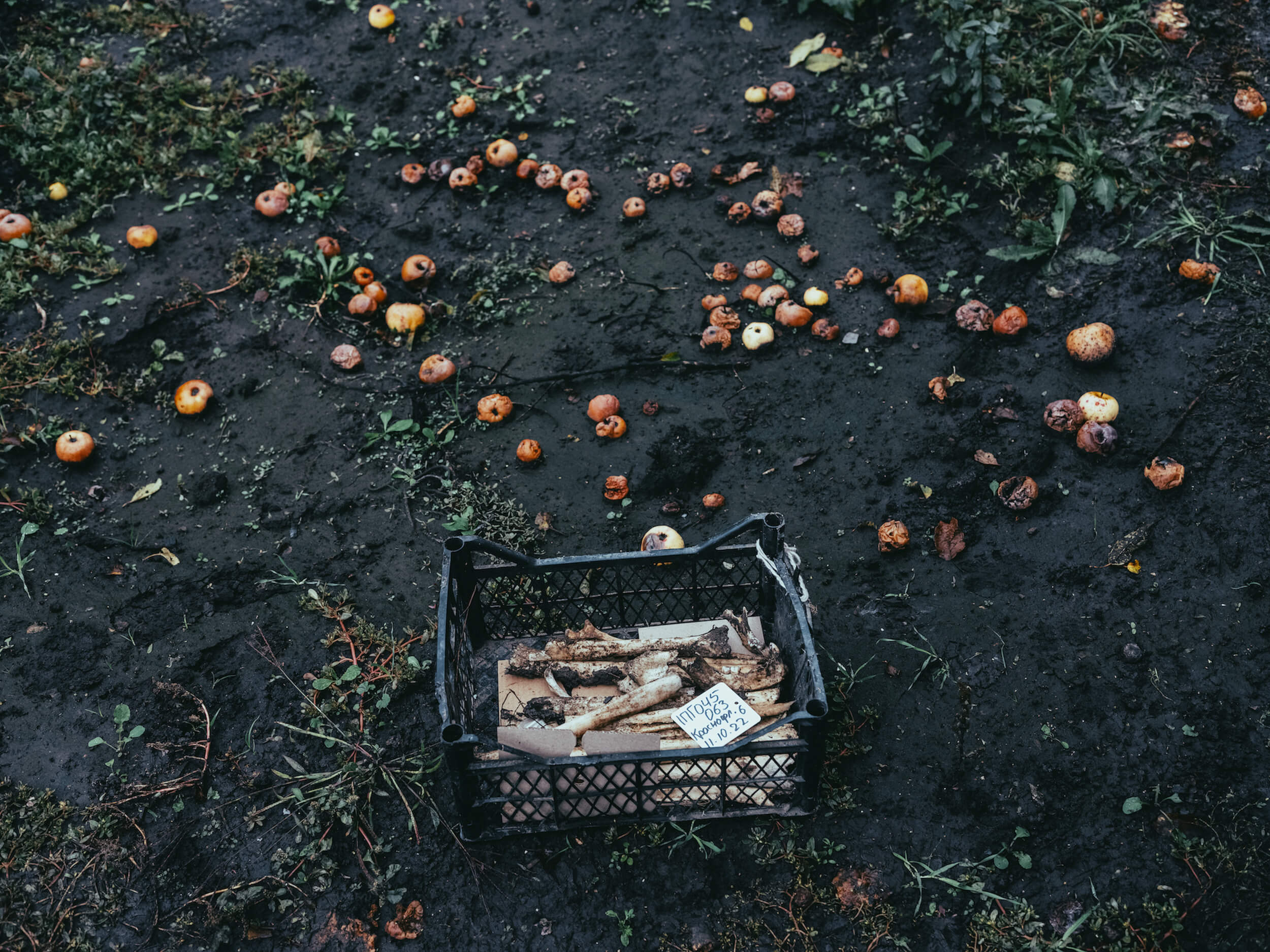 Останки українських прикордонників в ящику з яблуками на одному з подвір'їв, місто Лиман, Донецька область, 11 жовтня