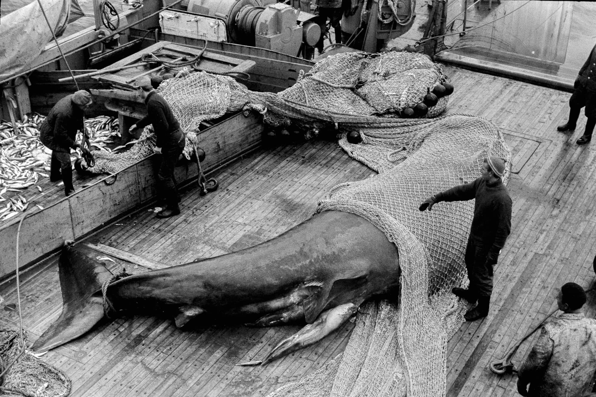 Будні рибаків у Атлантичному океані на світлинах корабельного лікаря Миколи Іваєва. Середина 1960-х років.  