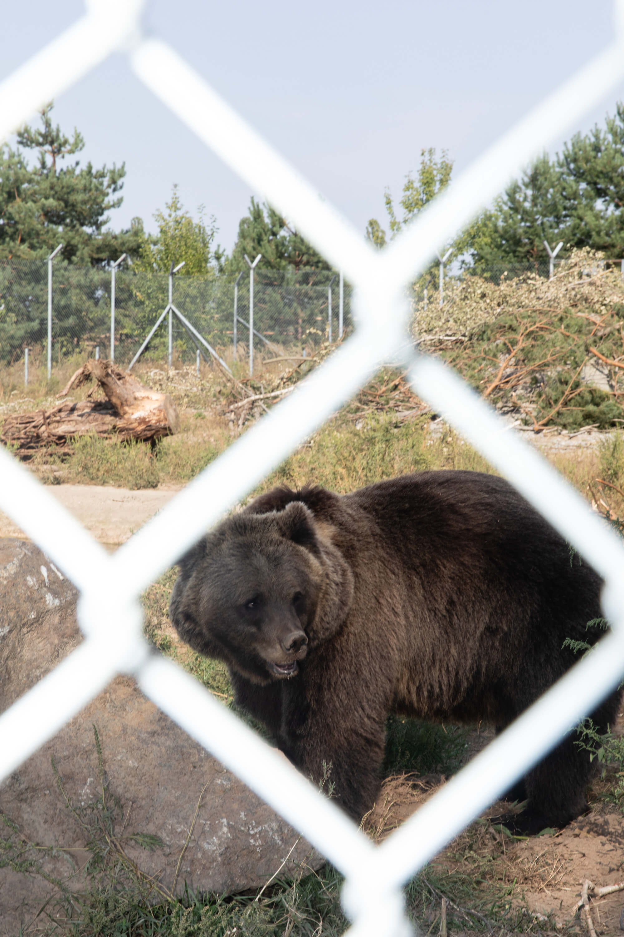 Ведмідь Михасик, 9 років. Жив у клітці біля готелю — розвага для відвідувачів. Врятований у 2017 році. 